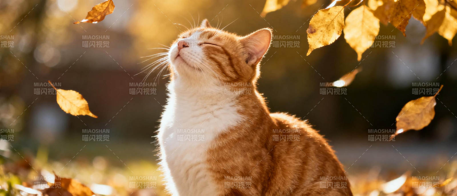 秋叶中的猫咪图片