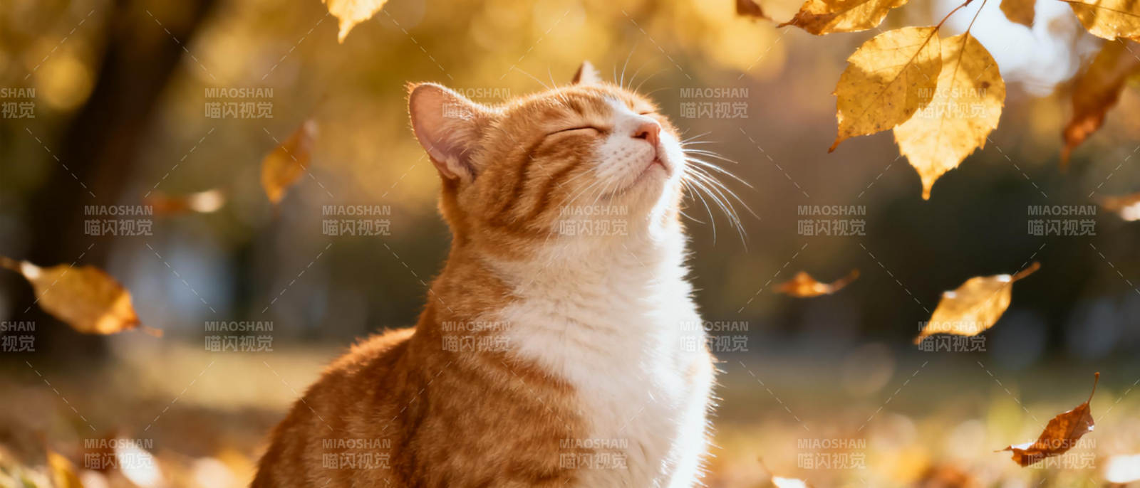 秋日猫咪仰望落叶图片