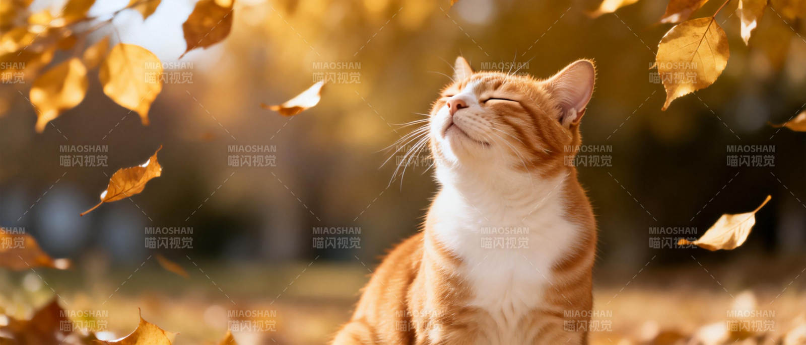 秋日猫咪仰望落叶图片