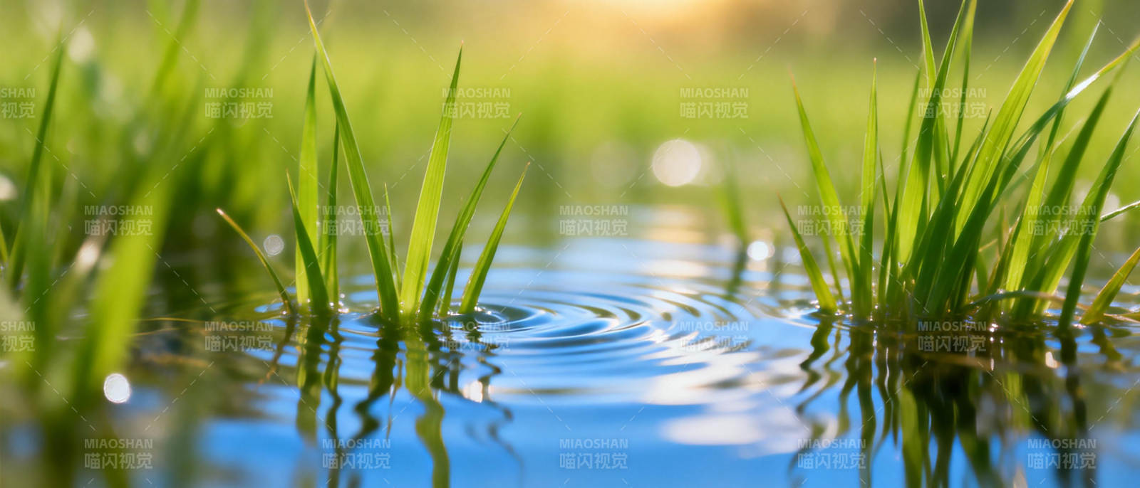 水草轻摇 波光粼粼图片