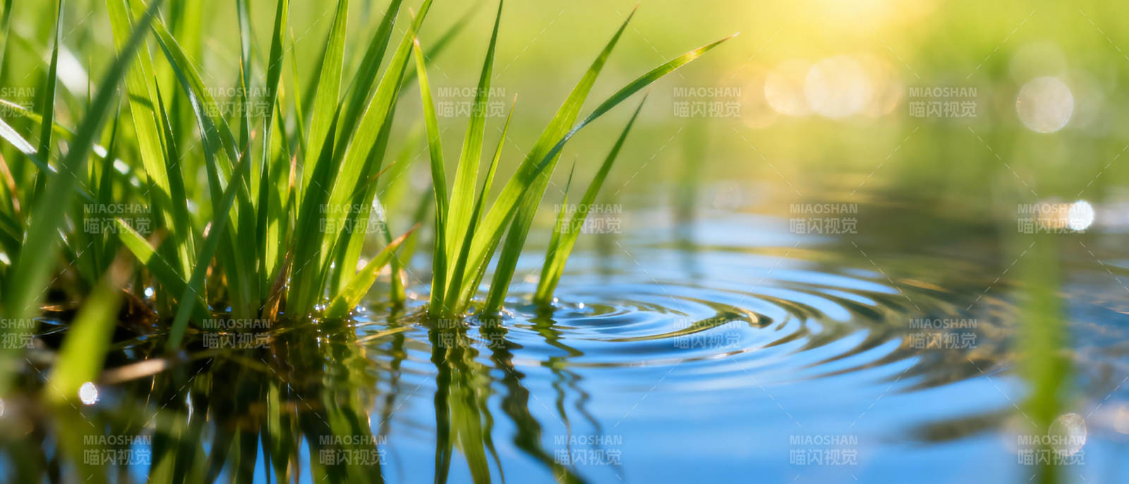 水边绿草微风涟漪图片