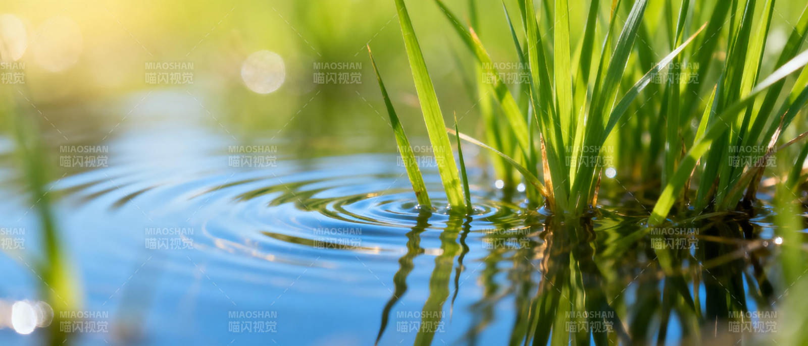 水草涟漪图片