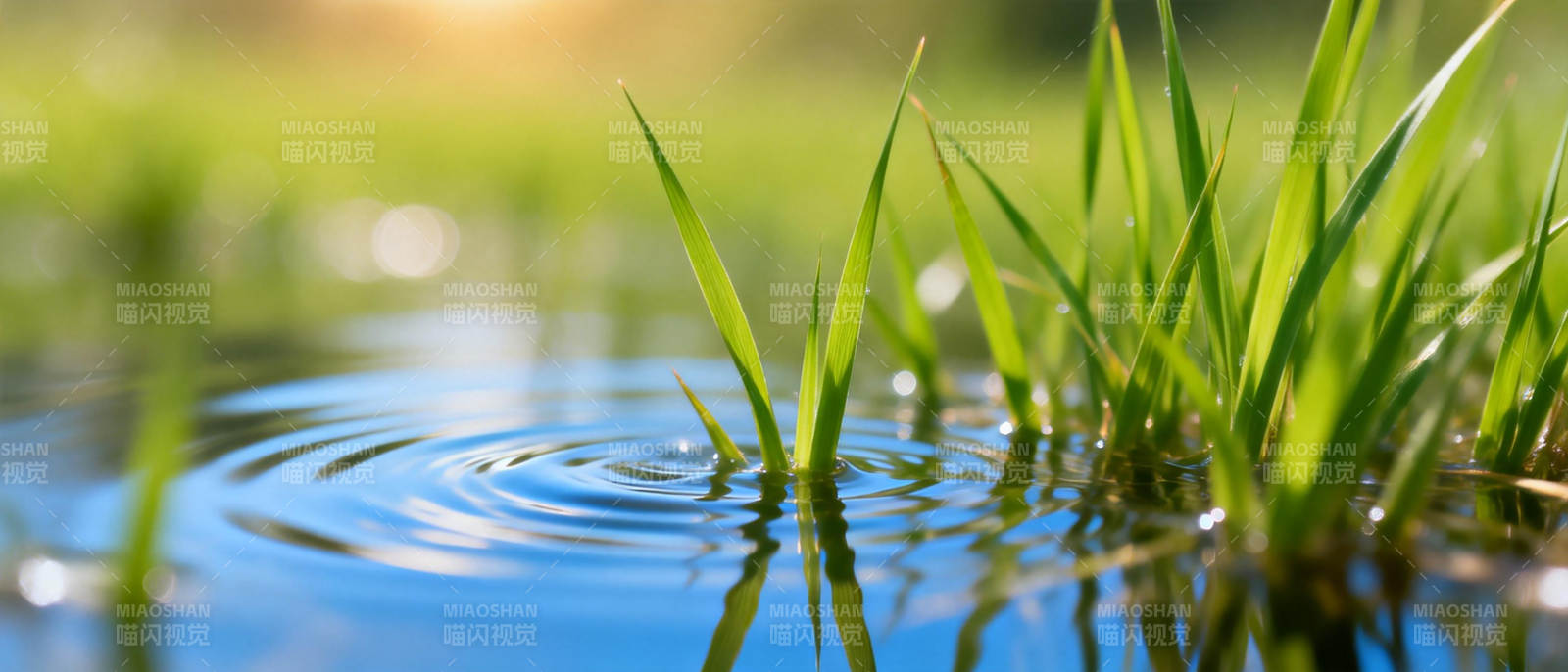 水草轻摇 涟漪荡漾图片