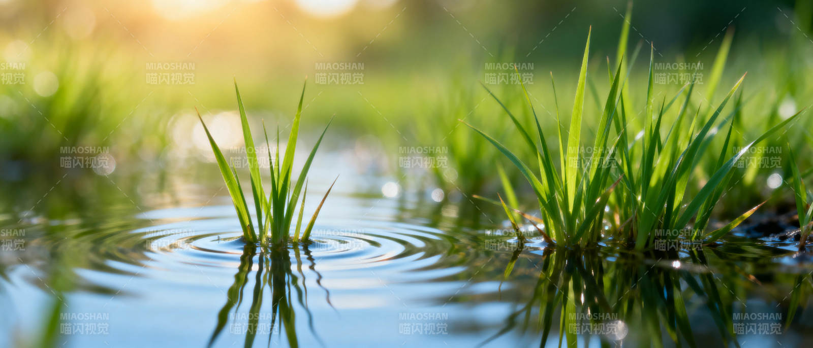 水草轻摇 波光粼粼图片