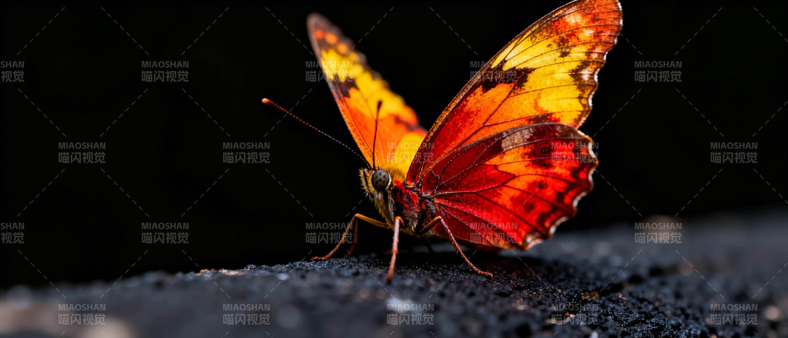 橙红蝶栖石上图片