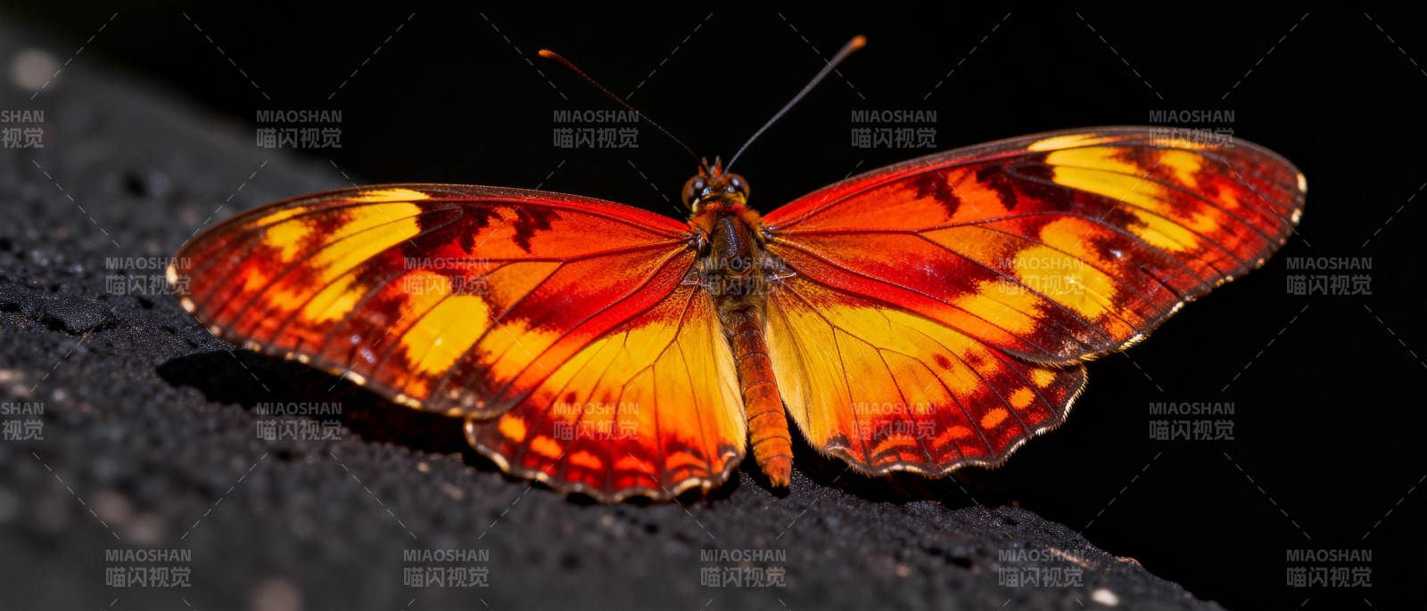 橙黄蝶翼静栖石上图片