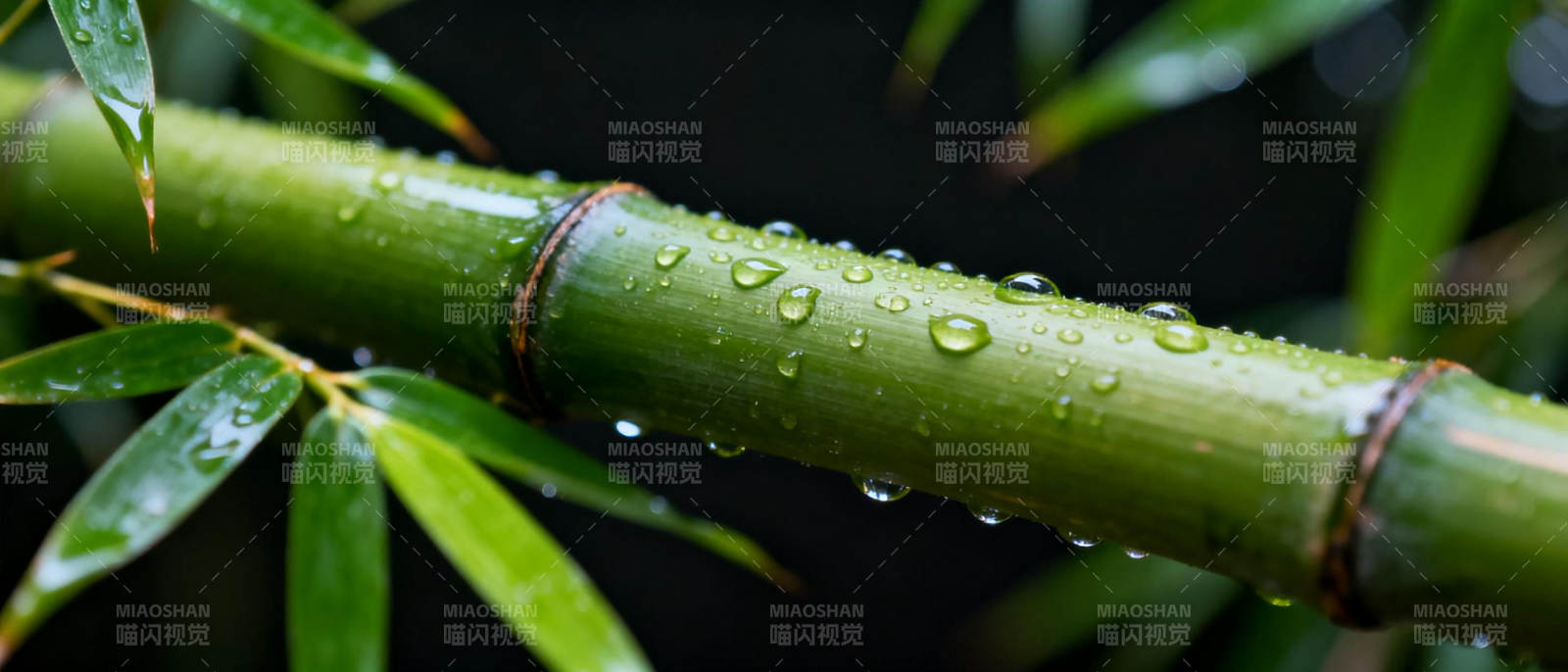 雨后竹枝晶莹水珠图片