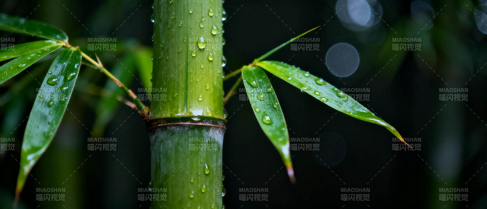 雨后竹叶滴水图片