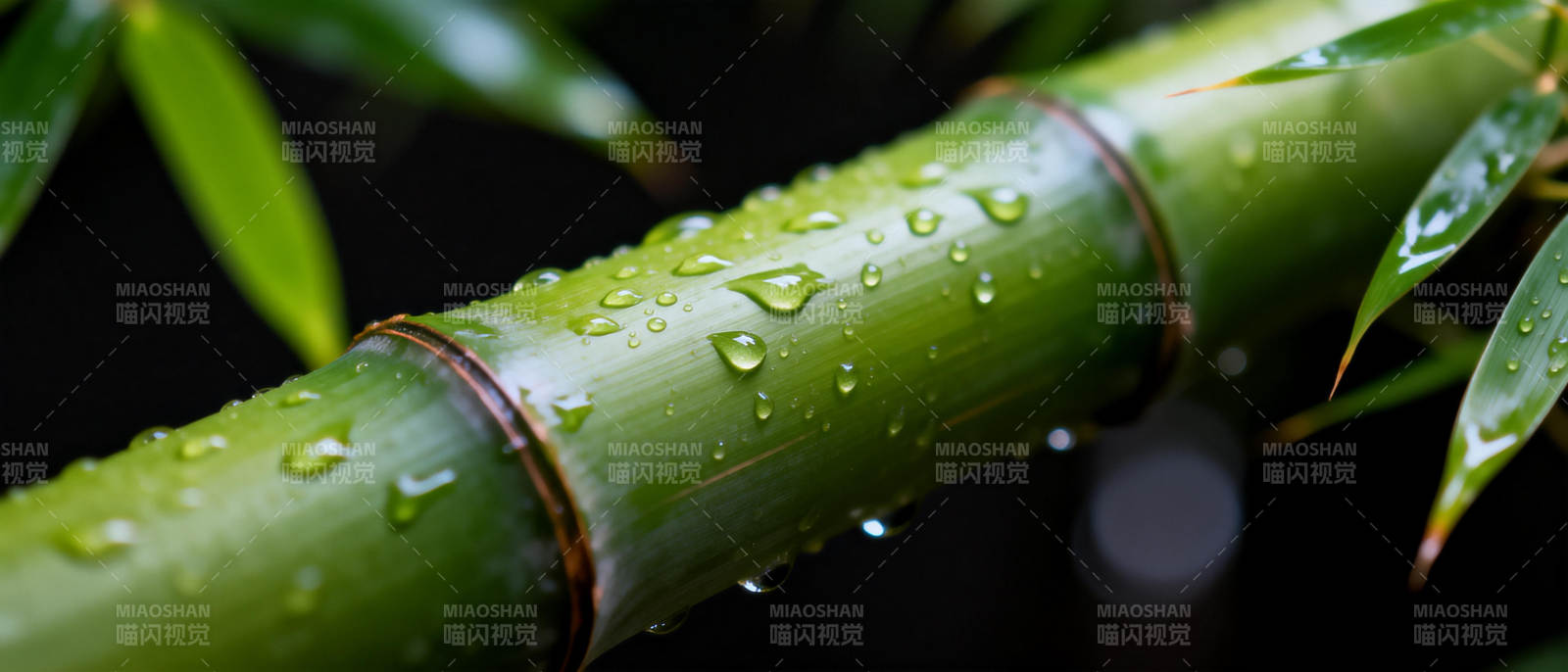 竹叶滴露图片