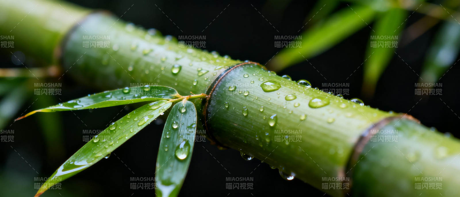 雨后竹叶滴水图片
