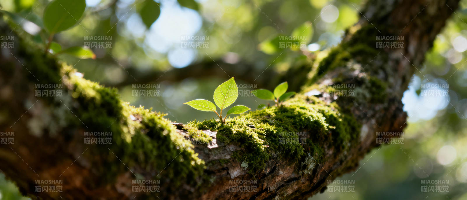 树梢新绿生机盎然图片