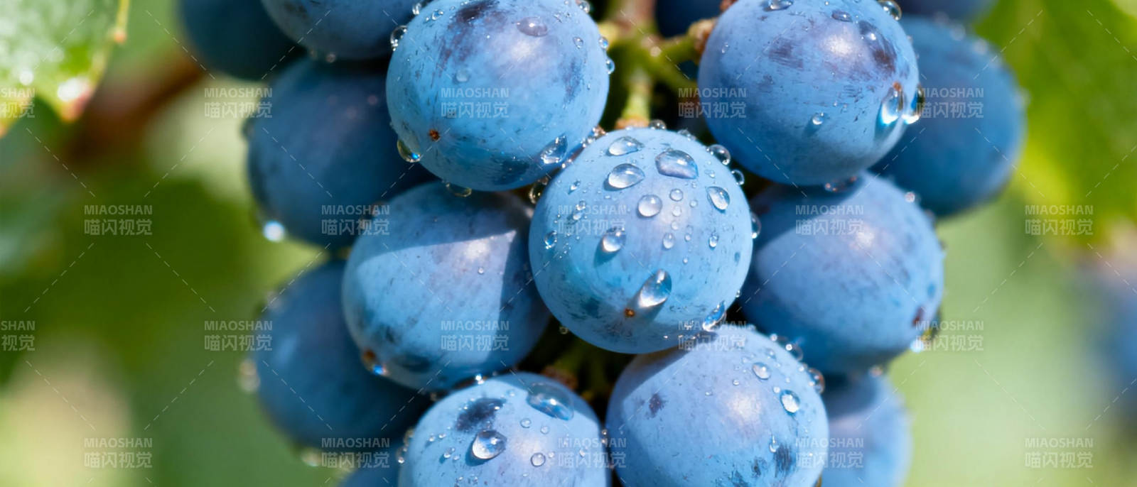 晶莹葡萄特写图片