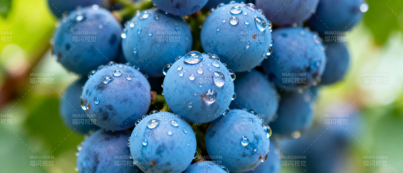 晶莹葡萄露珠闪烁图片