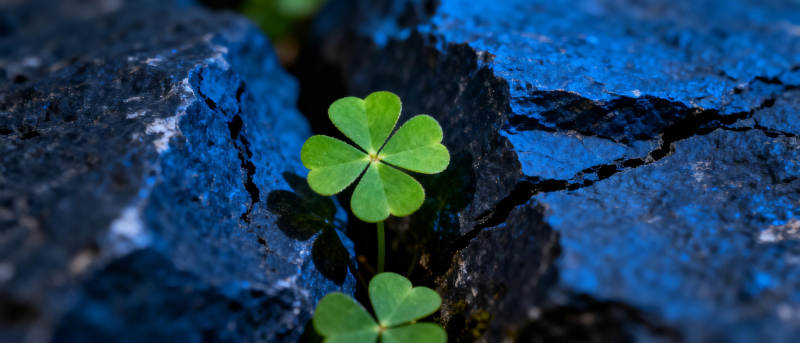 石缝中的四叶草图片