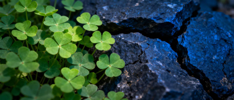 绿叶破石缝图片