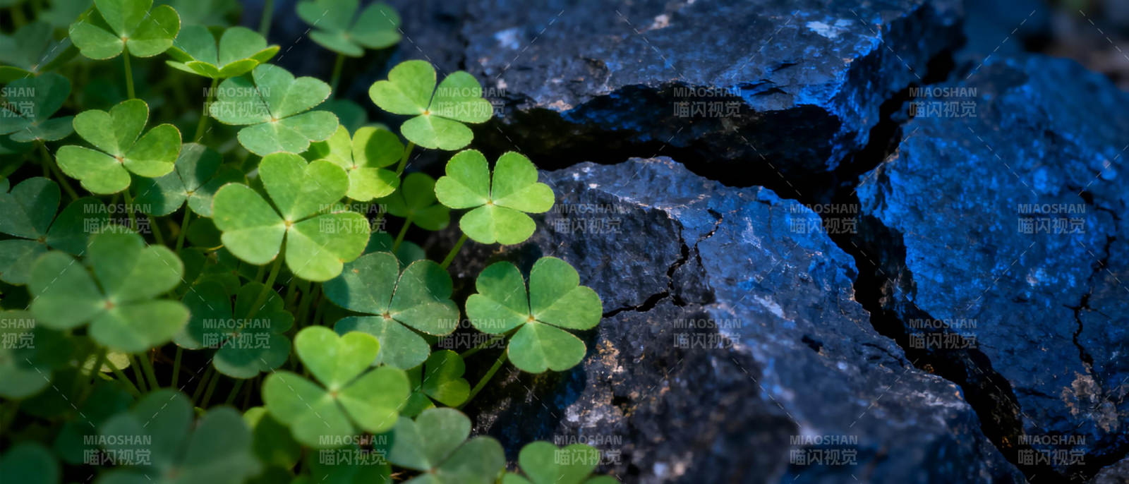 绿叶破石缝图片