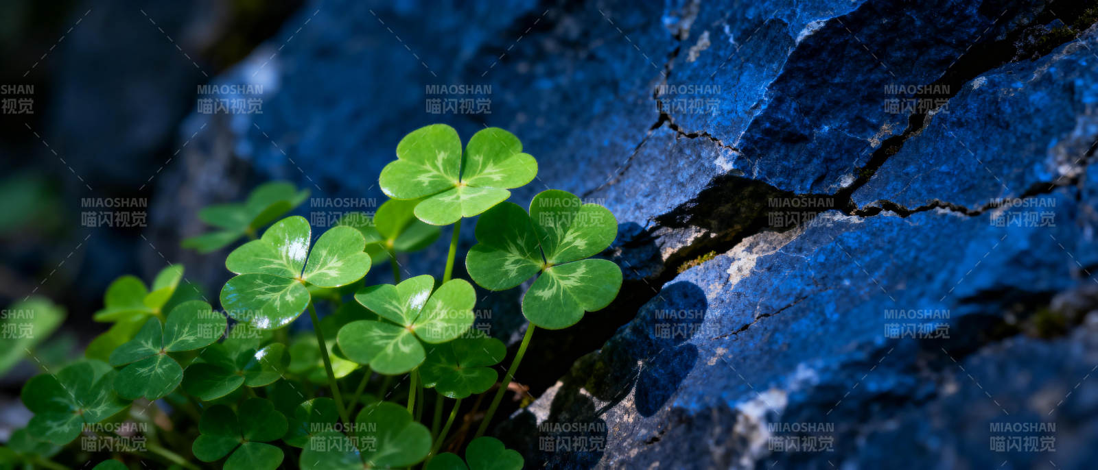 石缝中的四叶草图片