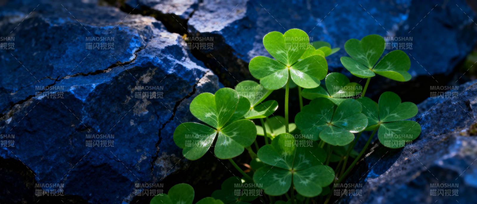 石缝中的四叶草图片