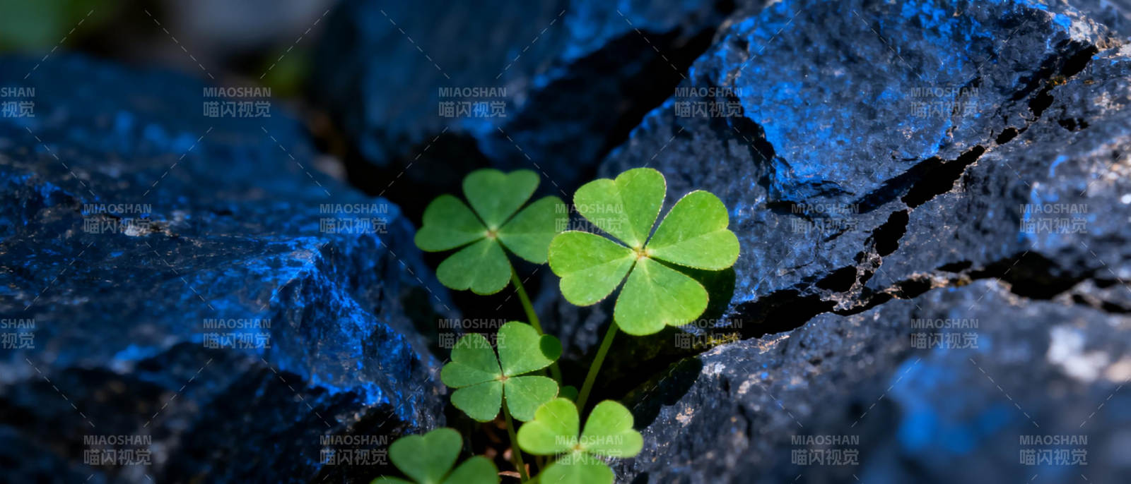 岩缝中的幸运草图片