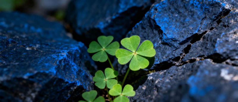 岩缝中的幸运草图片