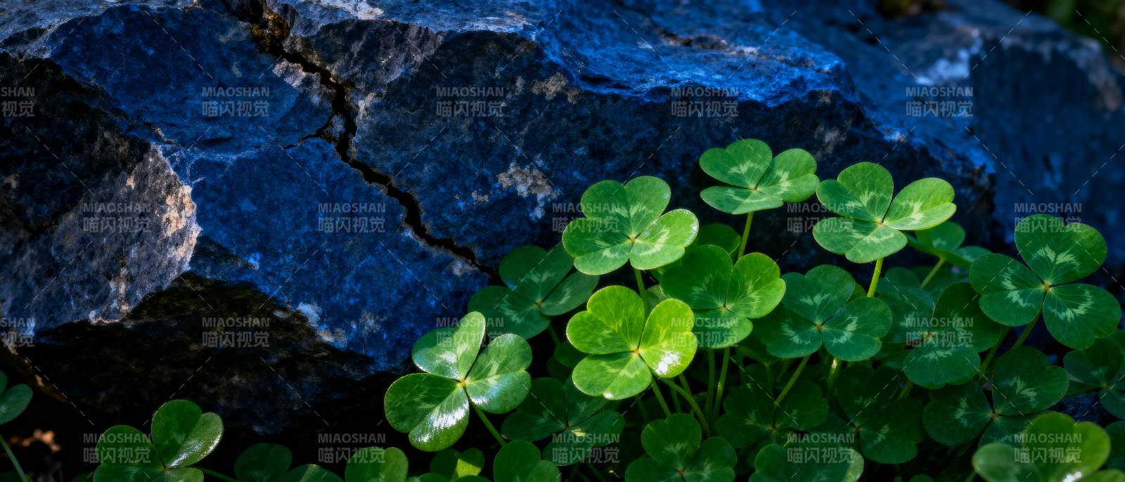 绿叶映石 生机盎然图片