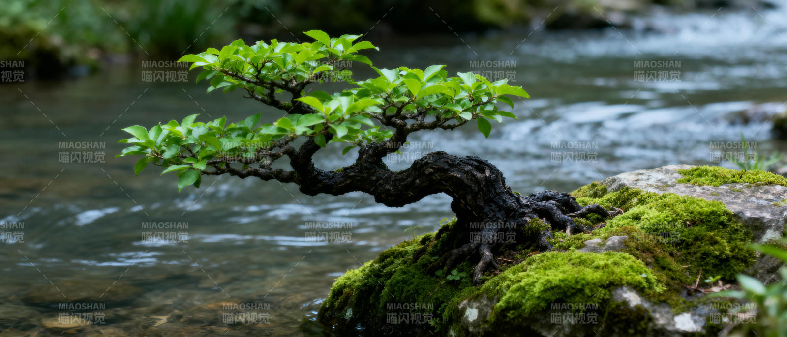 溪畔古树静谧景图片