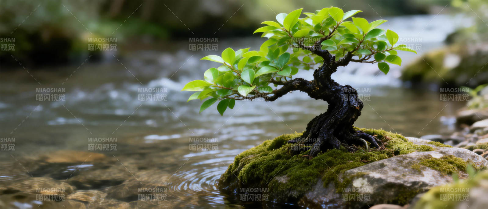 溪畔盆景图片