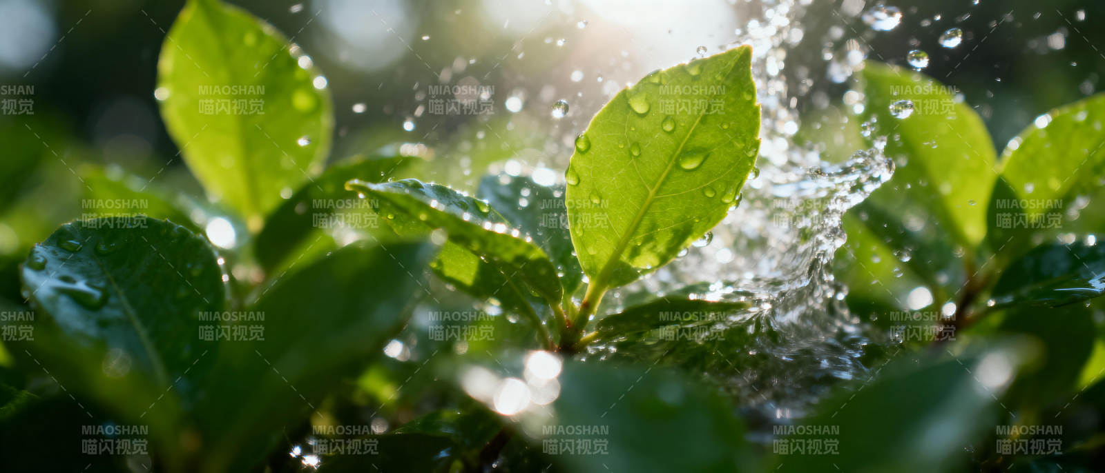 水珠跃动绿叶间图片