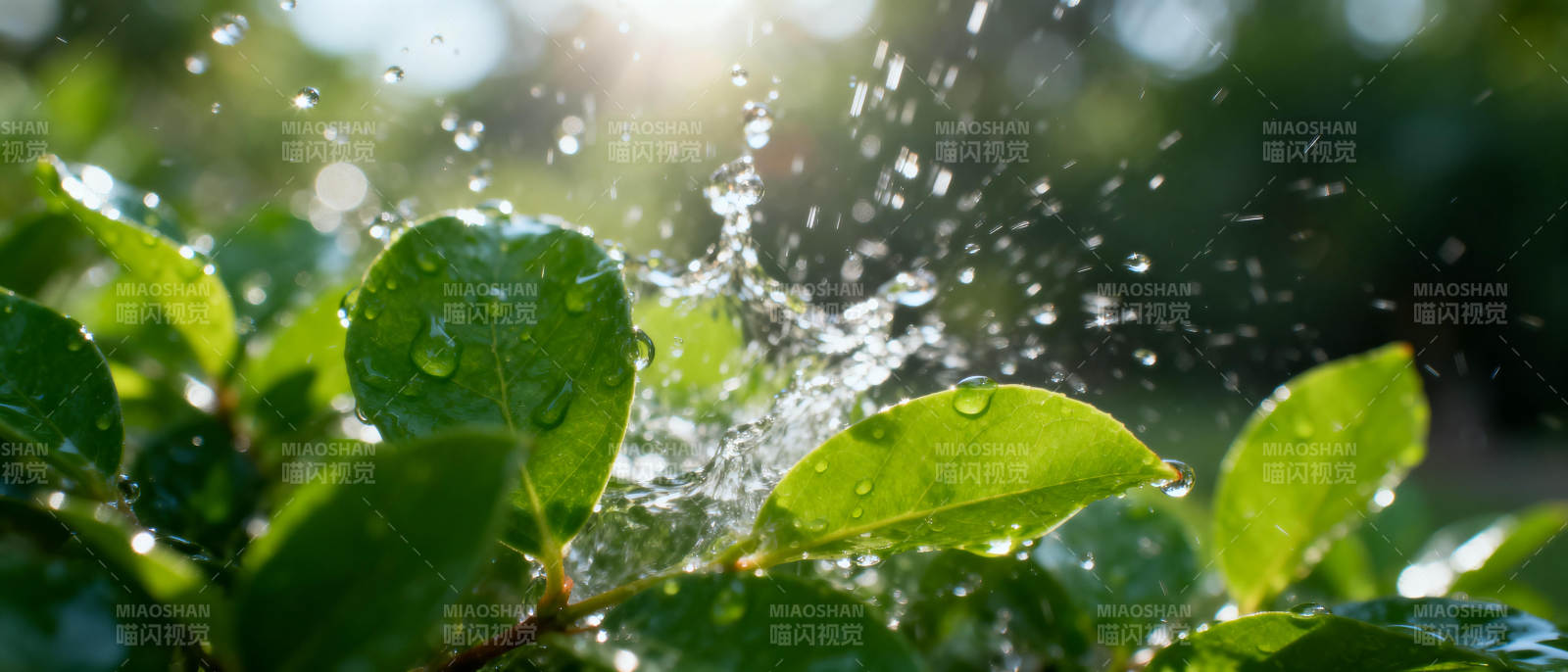 水珠飞溅绿叶间图片