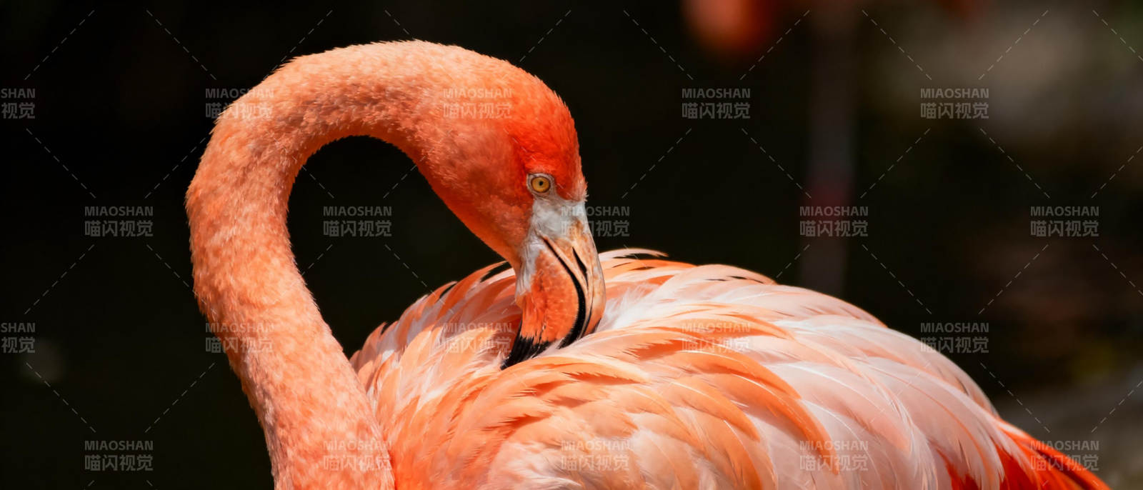 粉红火烈鸟静憩图片