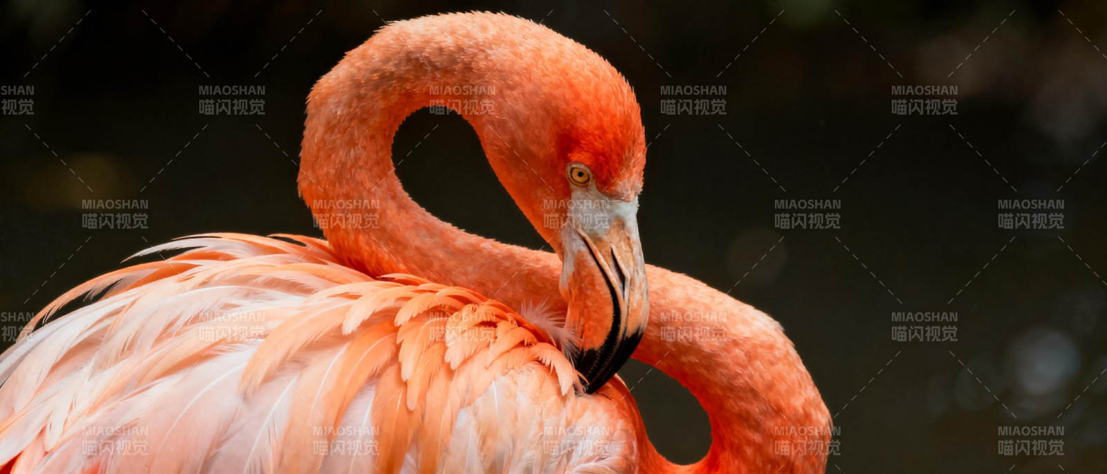 粉红火烈鸟静立图片