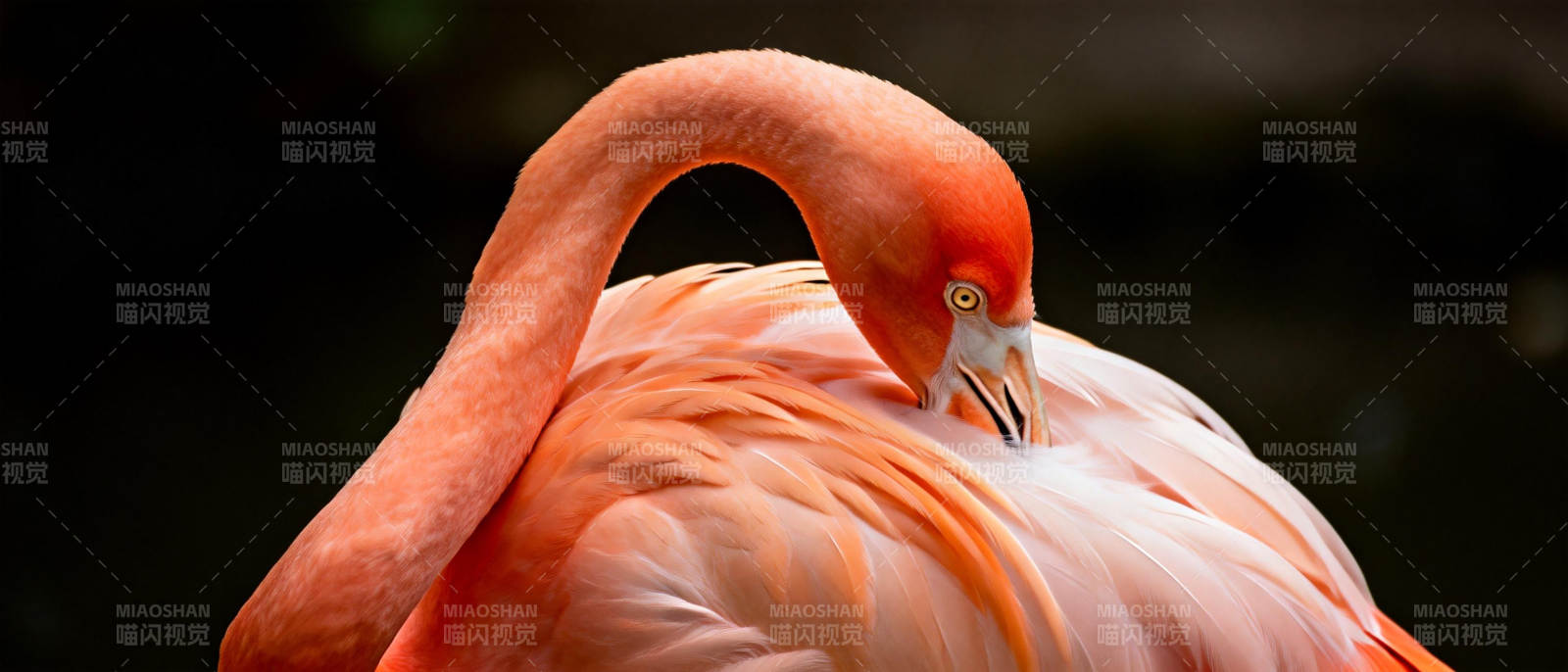 粉红火烈鸟栖息图片