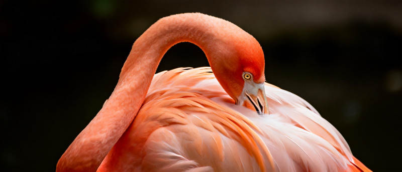 粉红火烈鸟栖息图片
