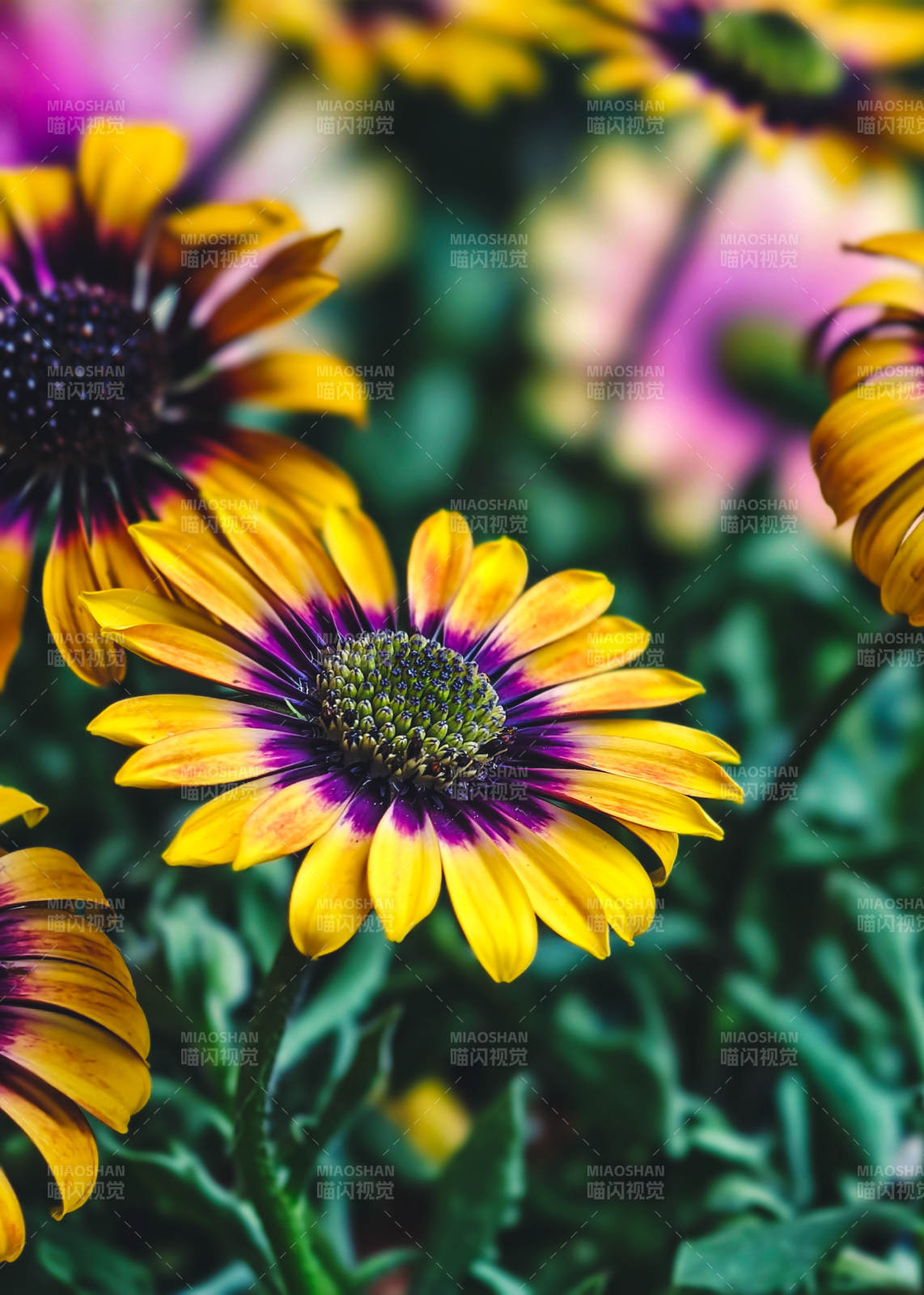 紫黄相间的花朵（蓝眼菊）图片