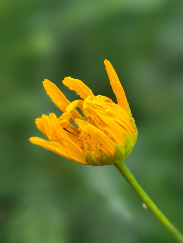 金黄小花绽放图片