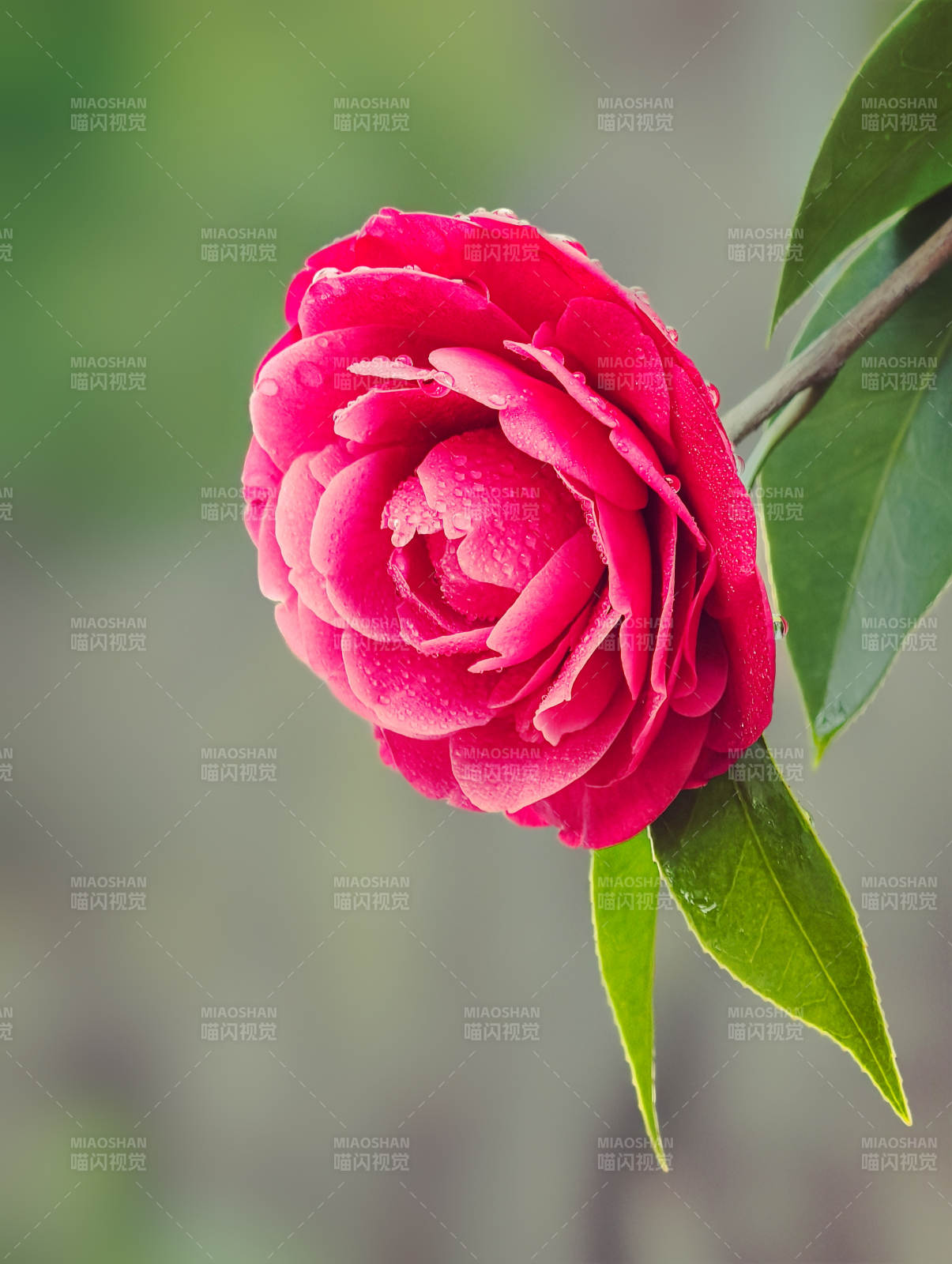 红花绿叶相映美图片