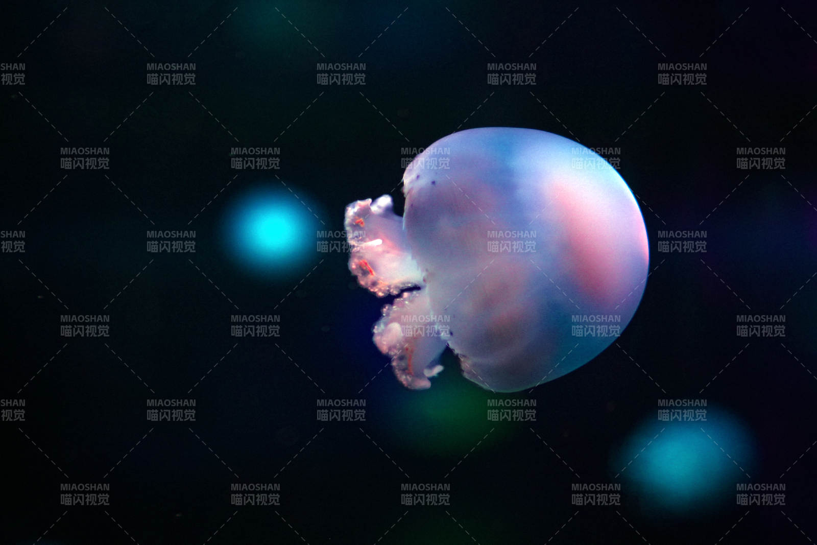 梦幻水母漂浮图片