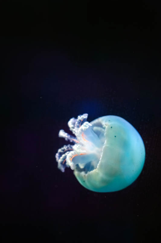 梦幻水母漂浮图片