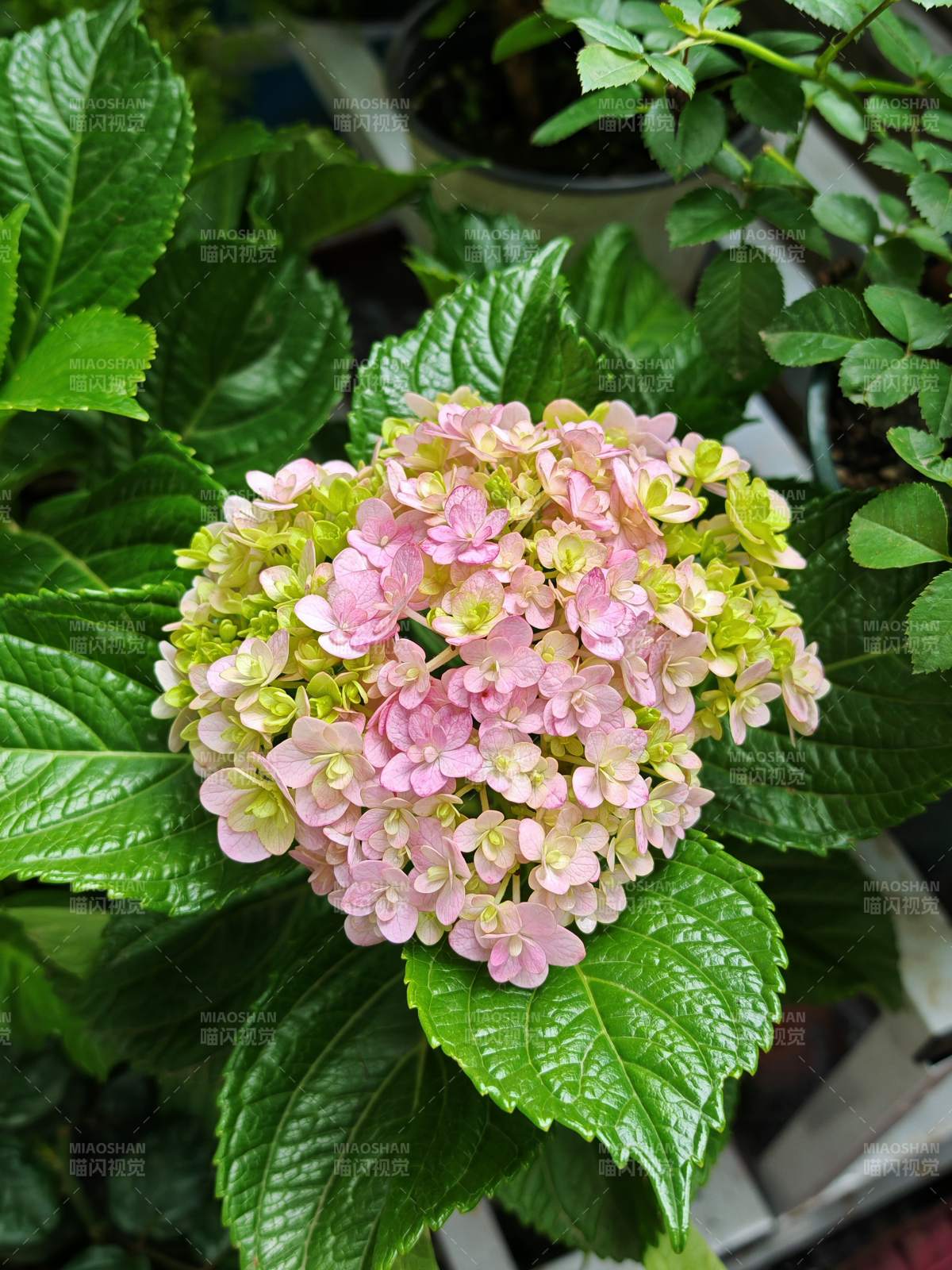 绣球花绽放图片