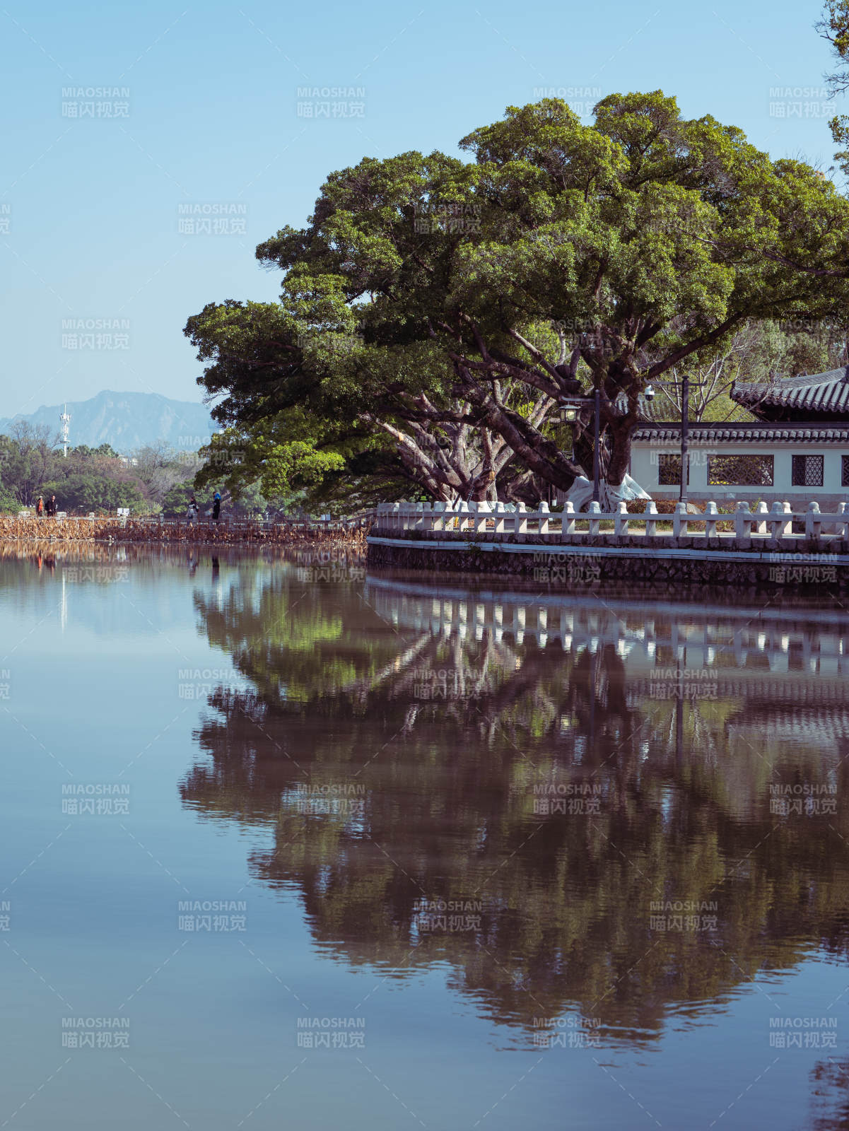 湖畔古树倒影图片