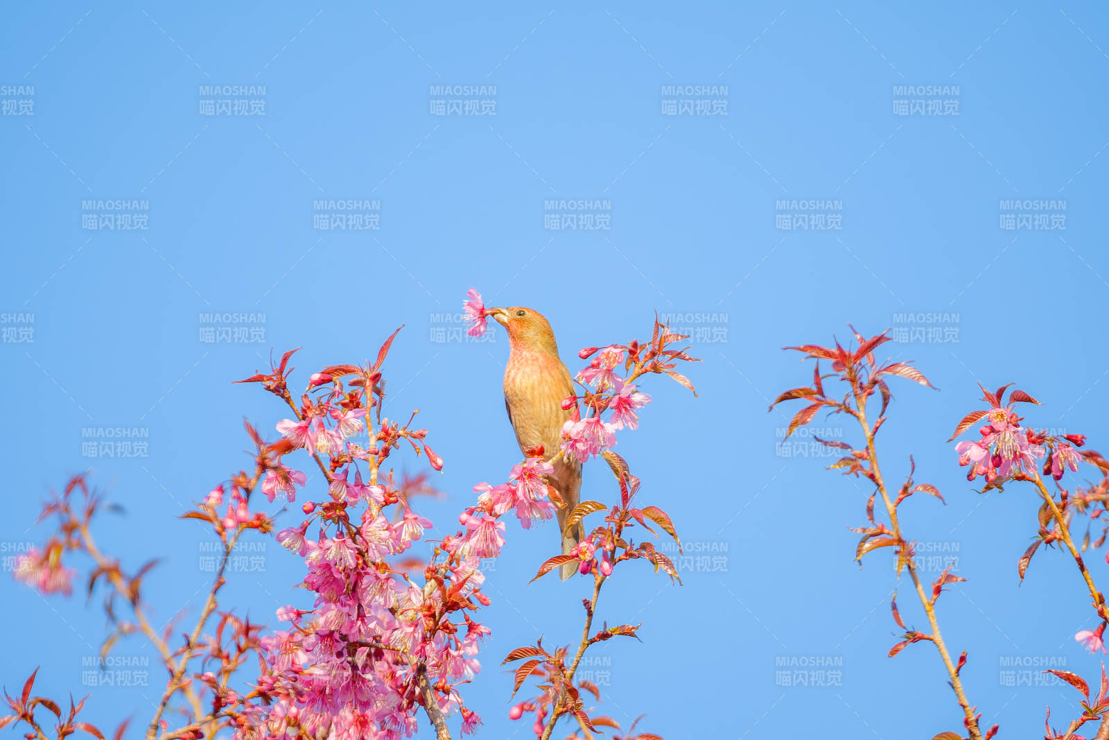 朱雀栖花枝 蓝天映衬图片