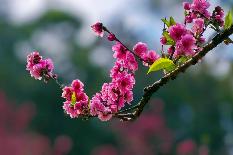 的花绽放枝头图片