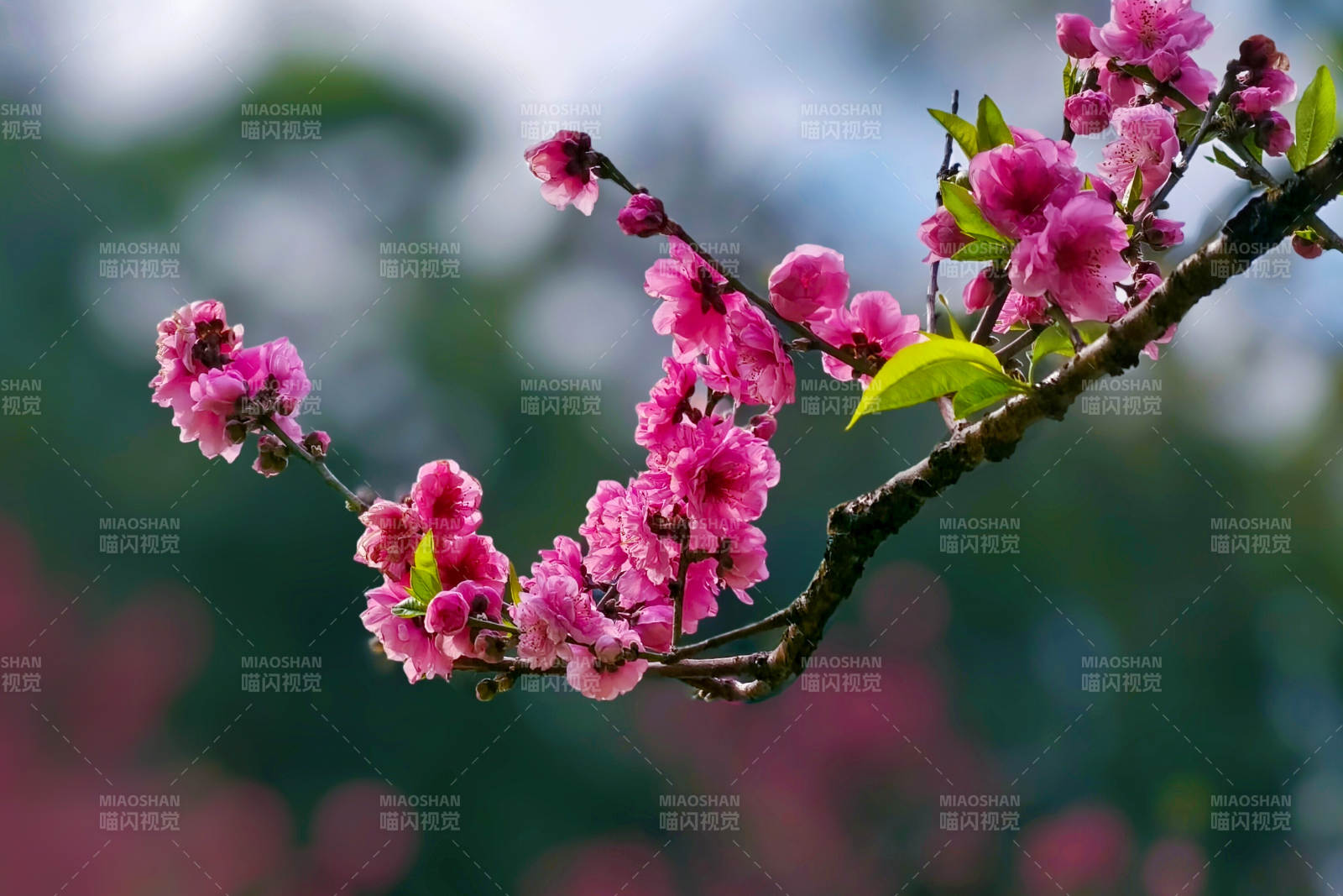 的花绽放枝头图片
