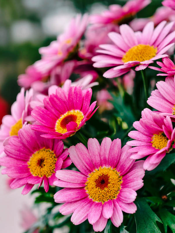 粉菊绽放 春意盎然图片