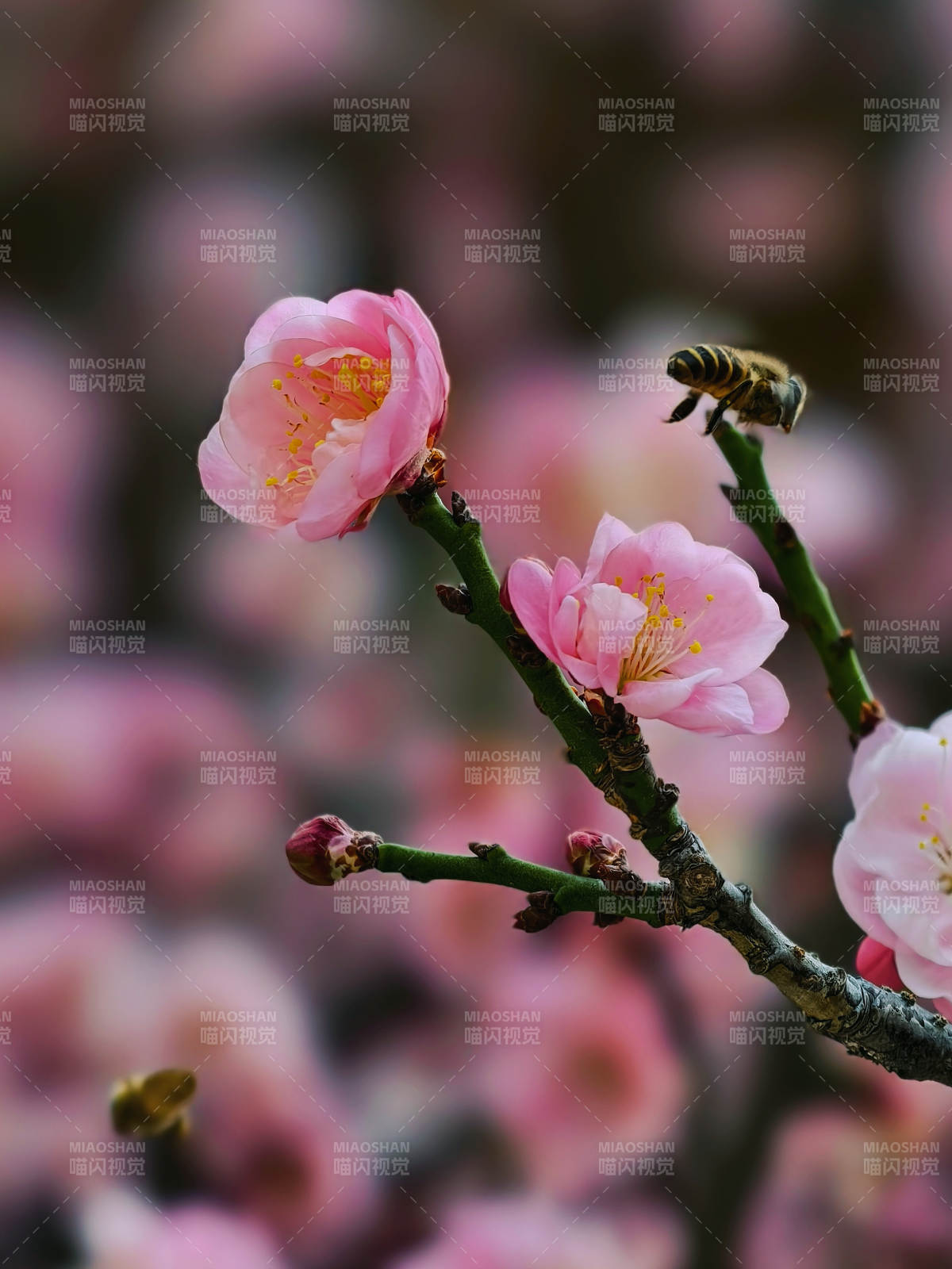 梅花蜂舞春意浓图片