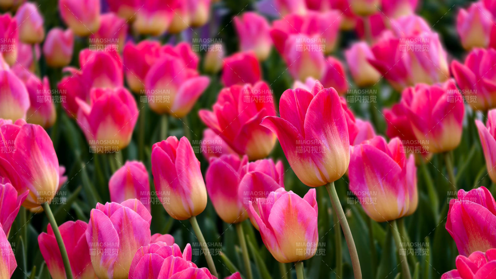 粉红郁金香花海图片