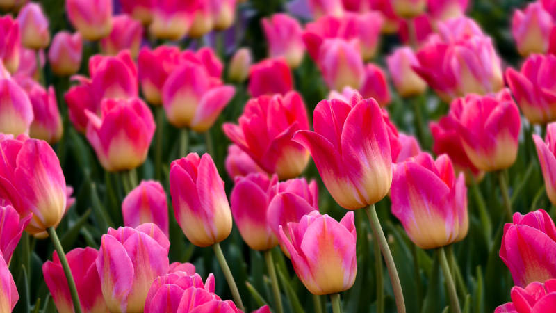 粉红郁金香花海图片