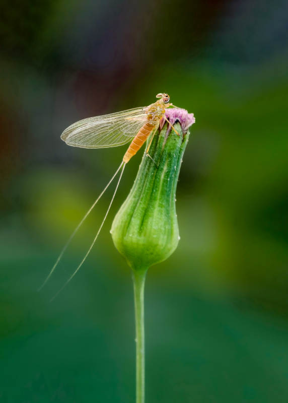 蜻蜓栖花苞图片