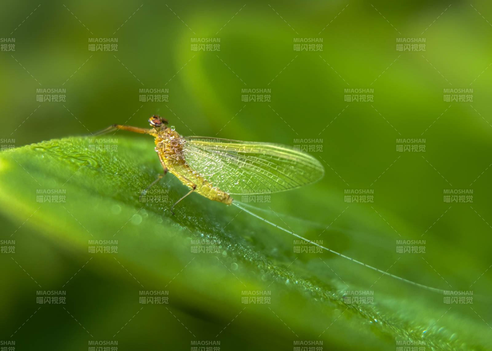蜉蝣栖叶图片