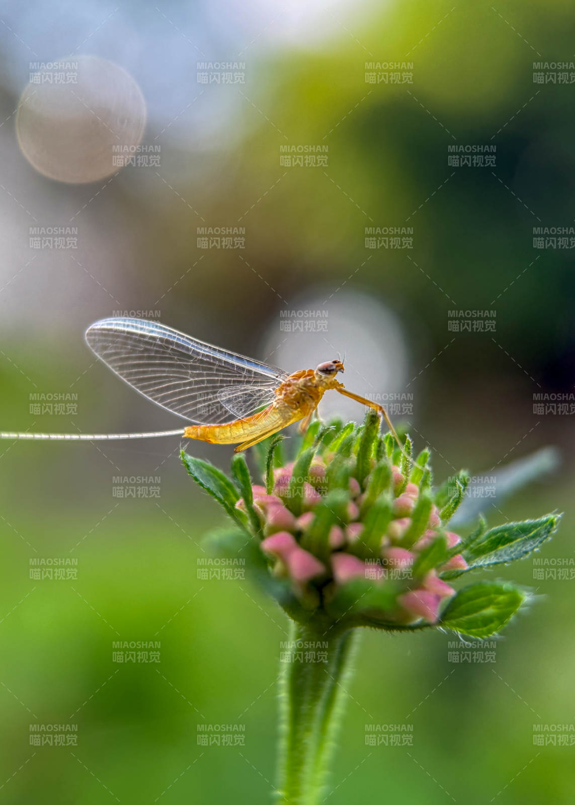 蜉蝣栖花蕊图片